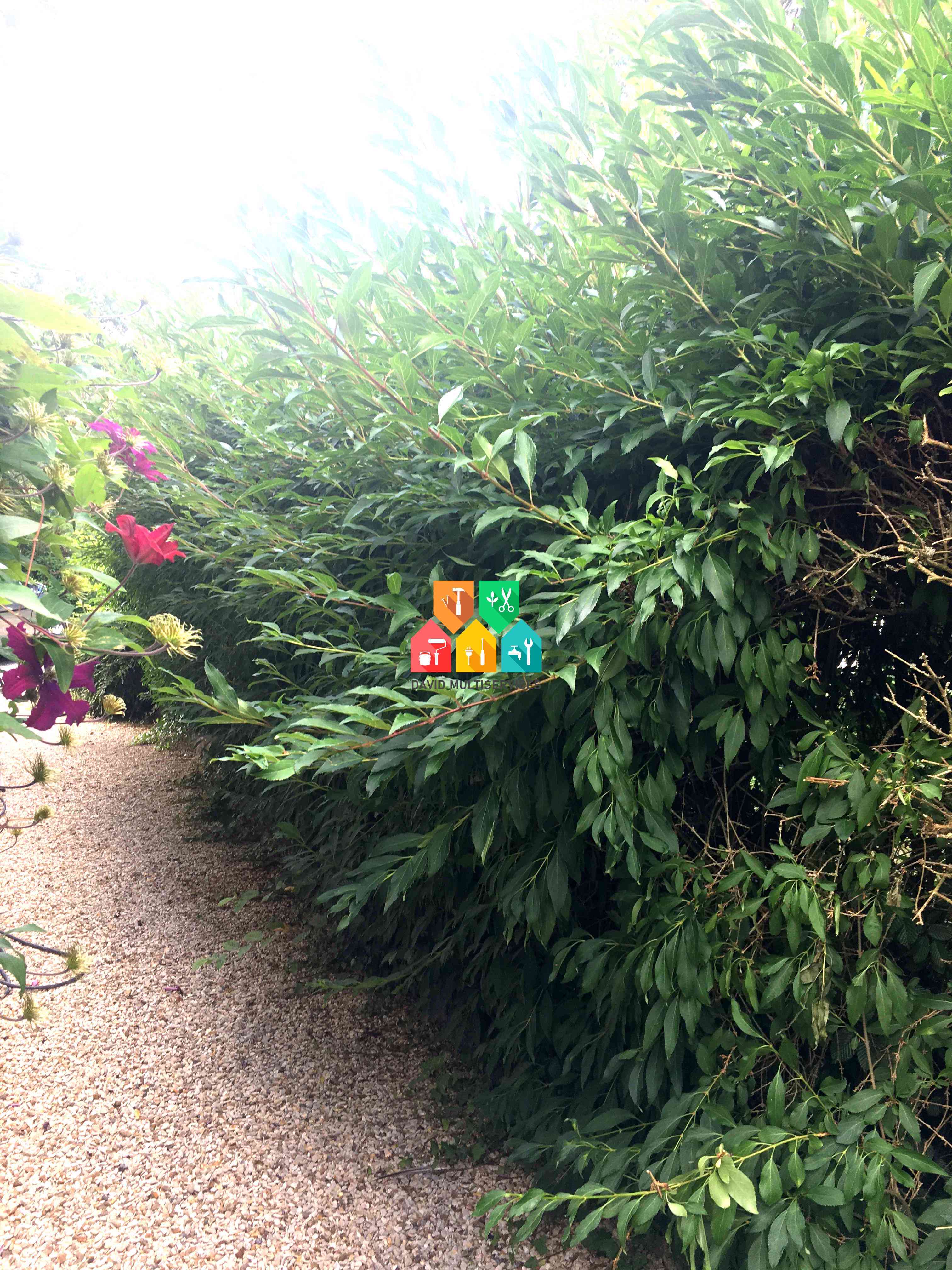 Haie besoin d'une taille